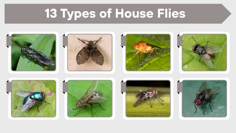 13 Types of House Flies Id, habitat, Diet and lifecycle