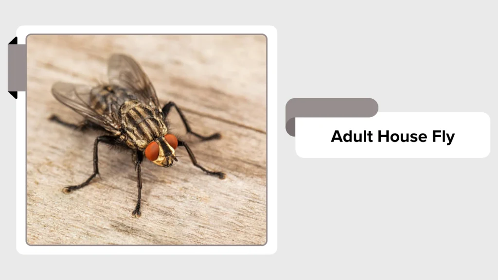 Adult House Fly