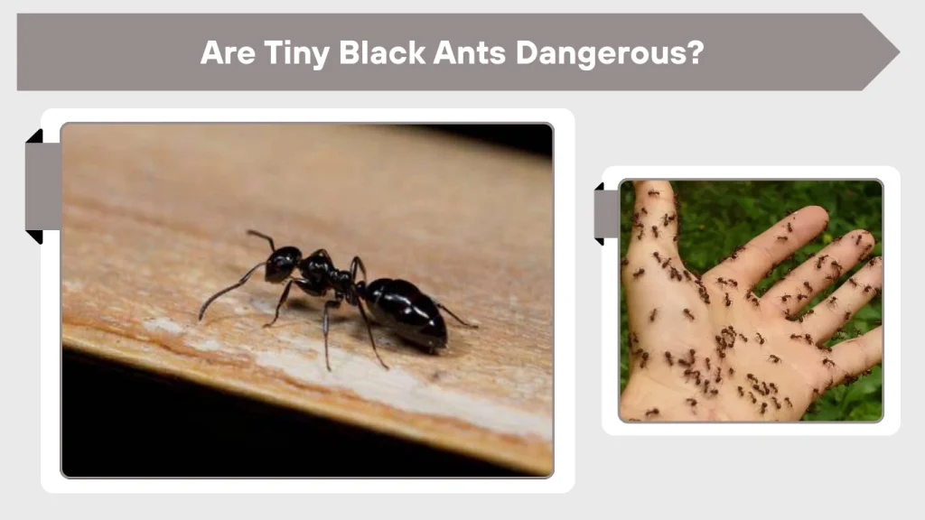 Tiny Black Ants: Identification, Causes, and Effective Control