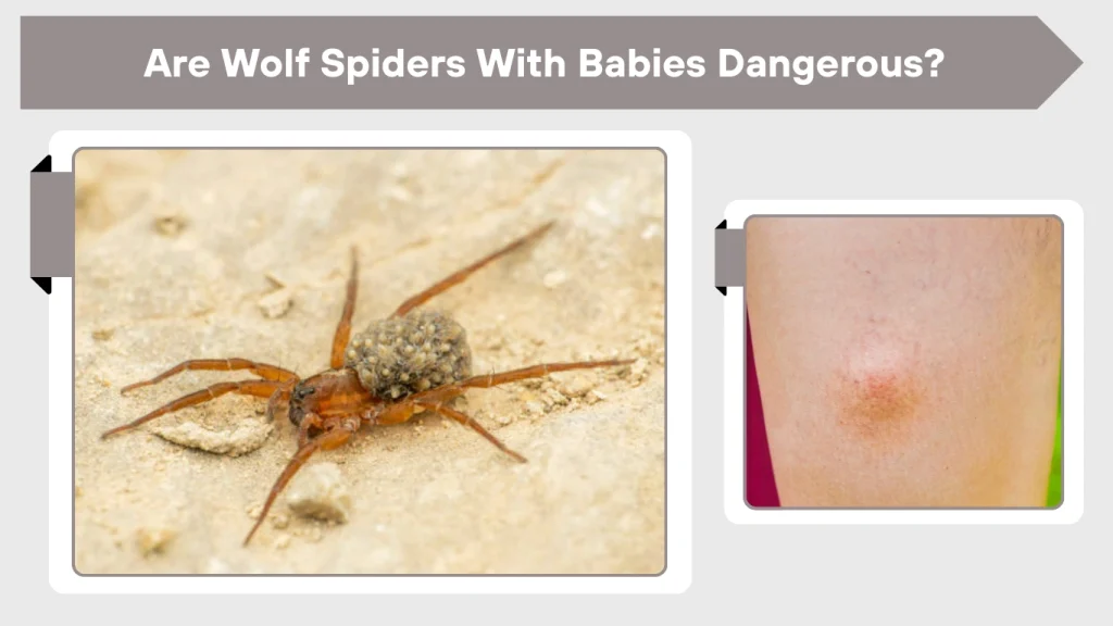Are Wolf Spiders With Babies Dangerous