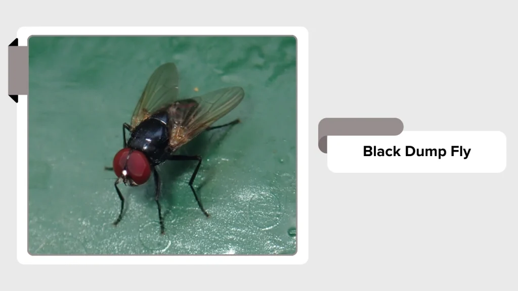 Black Dump Fly
