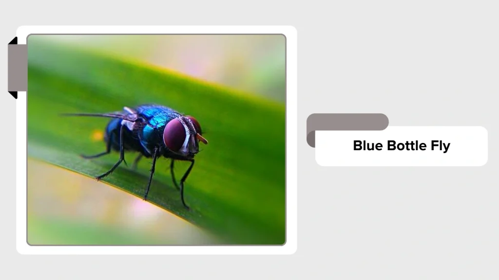 Blue Bottle Fly