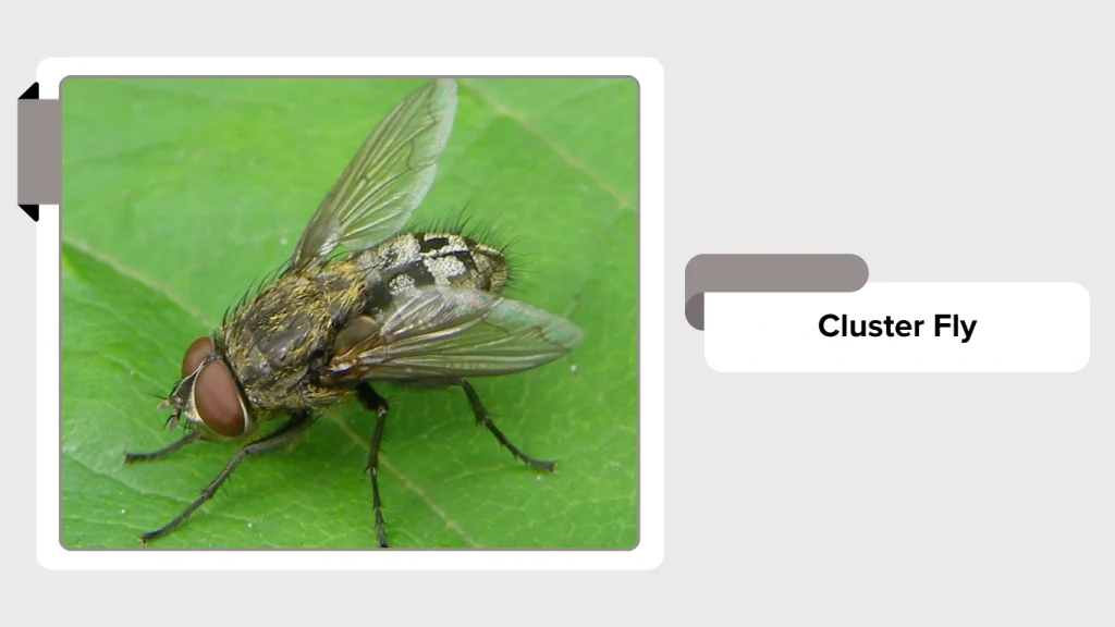 Cluster Fly
