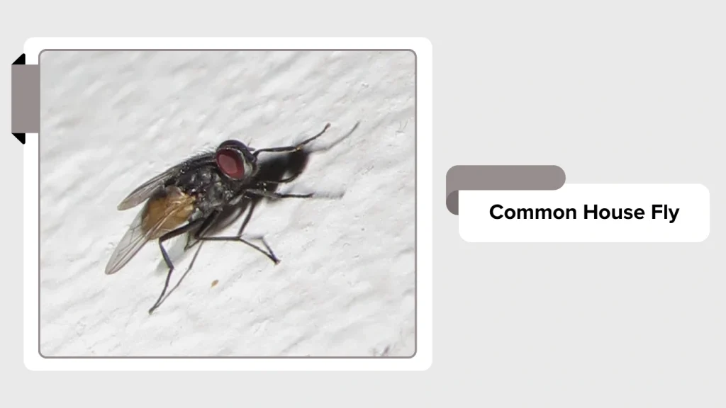 Common House Fly
