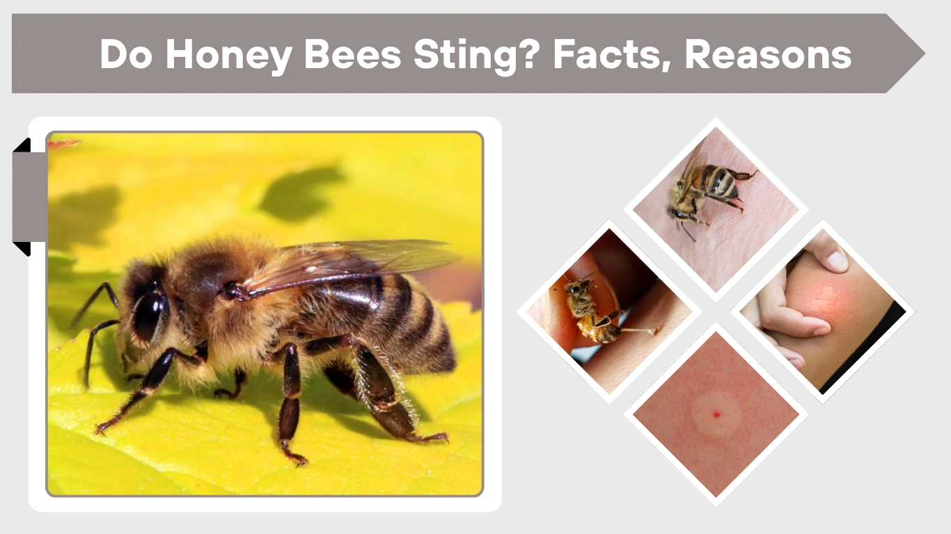 Do Honey Bees Sting? Facts, Reasons and What to Do