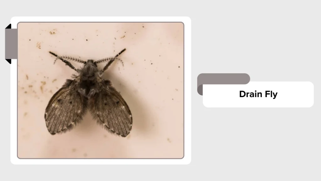 Drain Fly