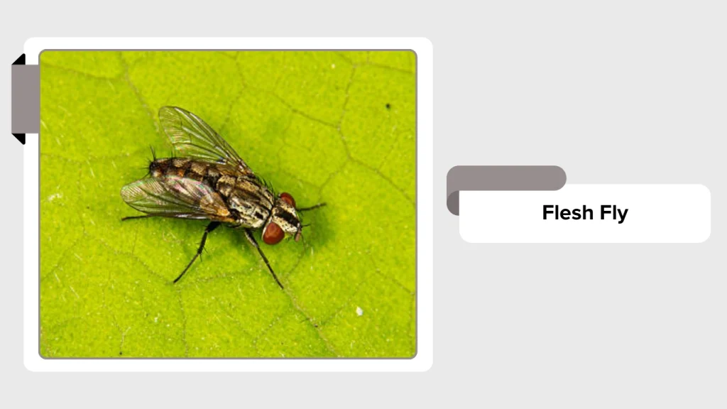 Flesh Fly