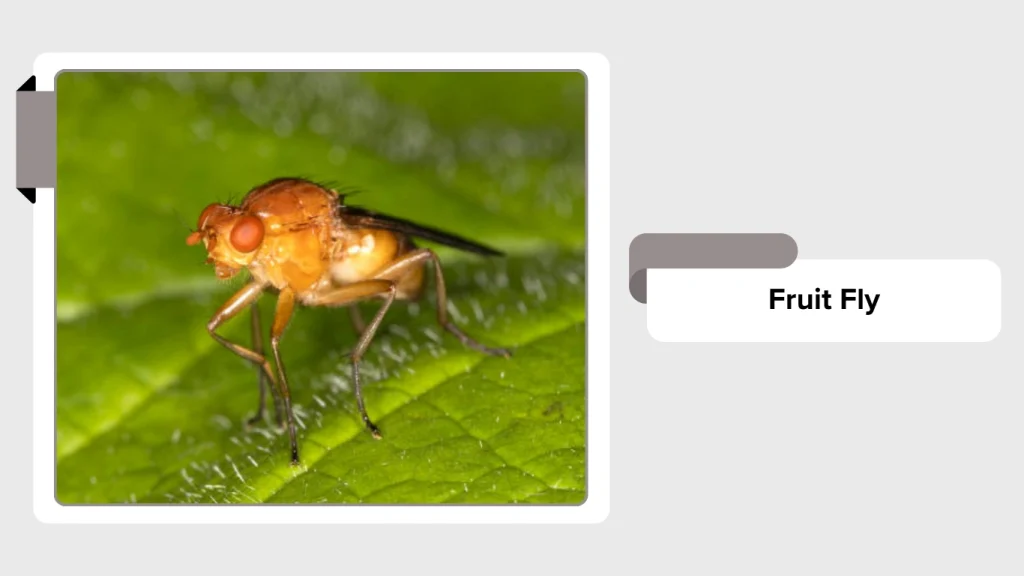 Fruit Fly