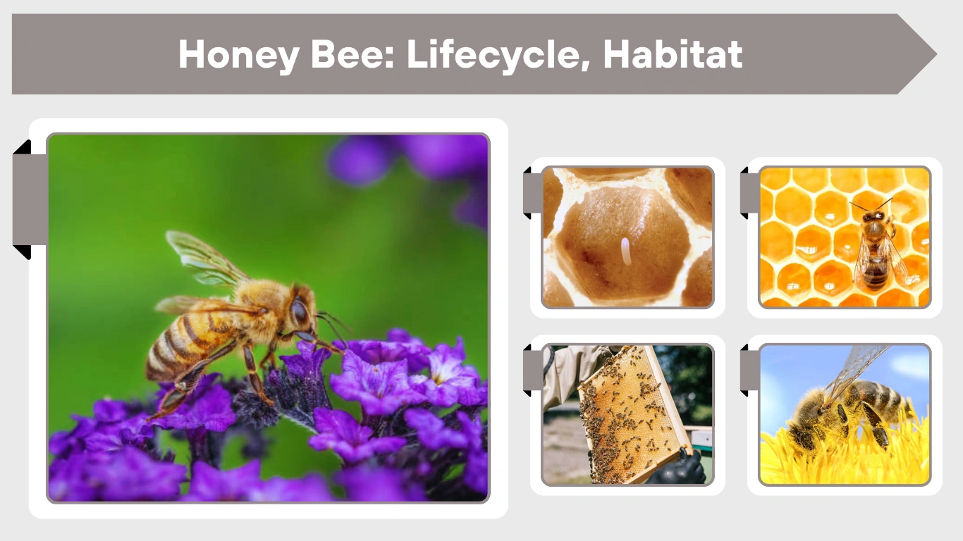 Honey Bee: Lifecycle, Habitat & Fascinating Facts