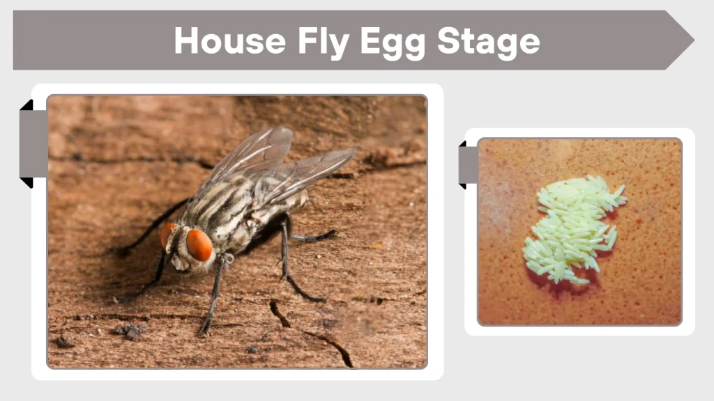 House Fly Egg Stage