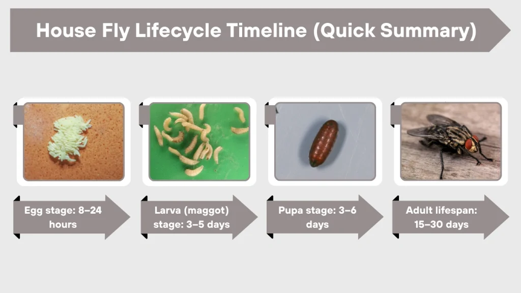 House Fly Lifecycle Timeline (Quick Summary)