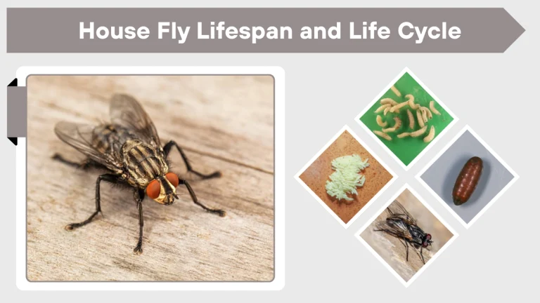 House Fly Lifespan and Life Cycle A Complete Guide