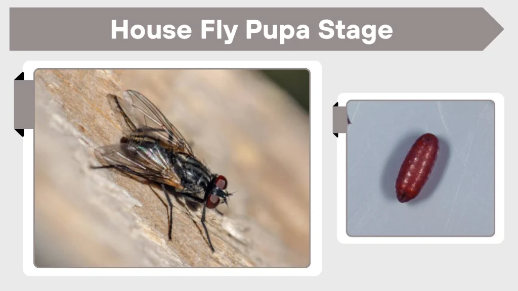 House Fly Pupa Stage