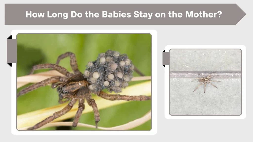 How Long Do the Babies Stay on the Mother