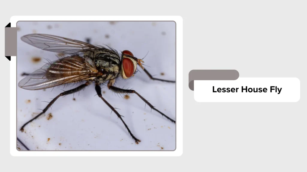Lesser House Fly