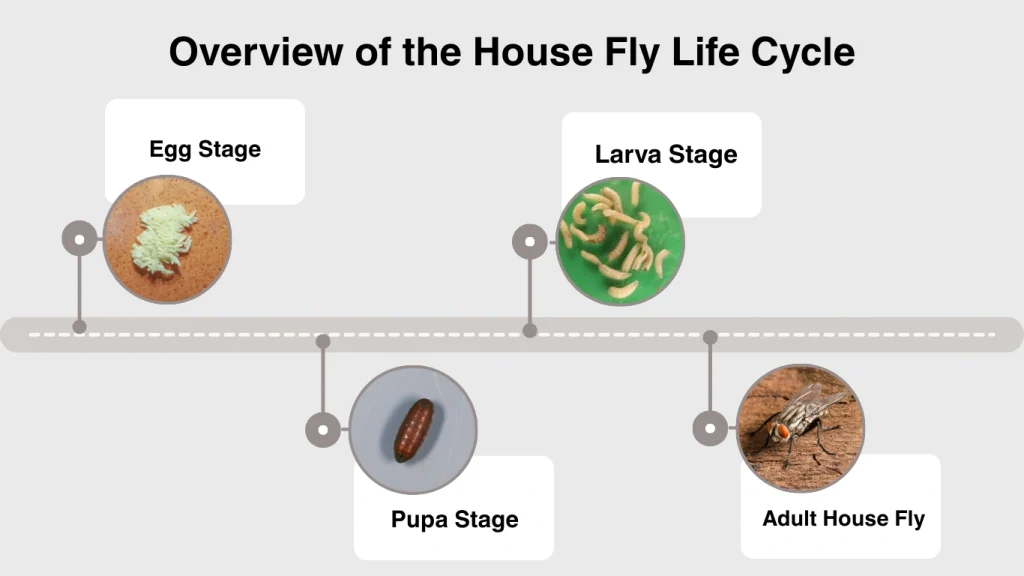 Overview of the House Fly Life Cycle