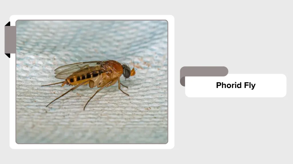 Phorid Fly