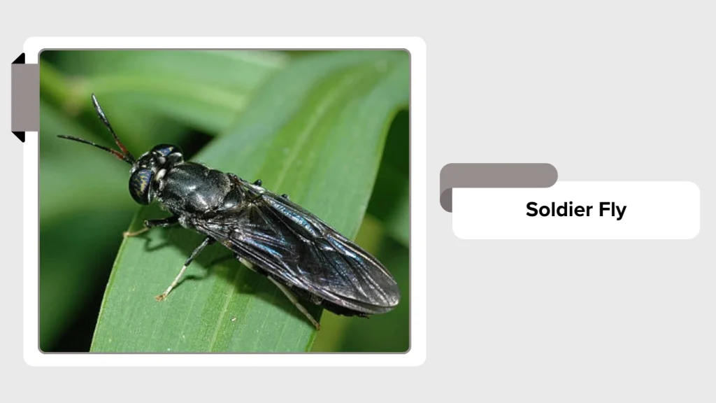Soldier Fly