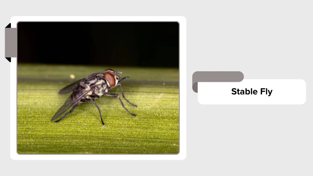 Stable Fly