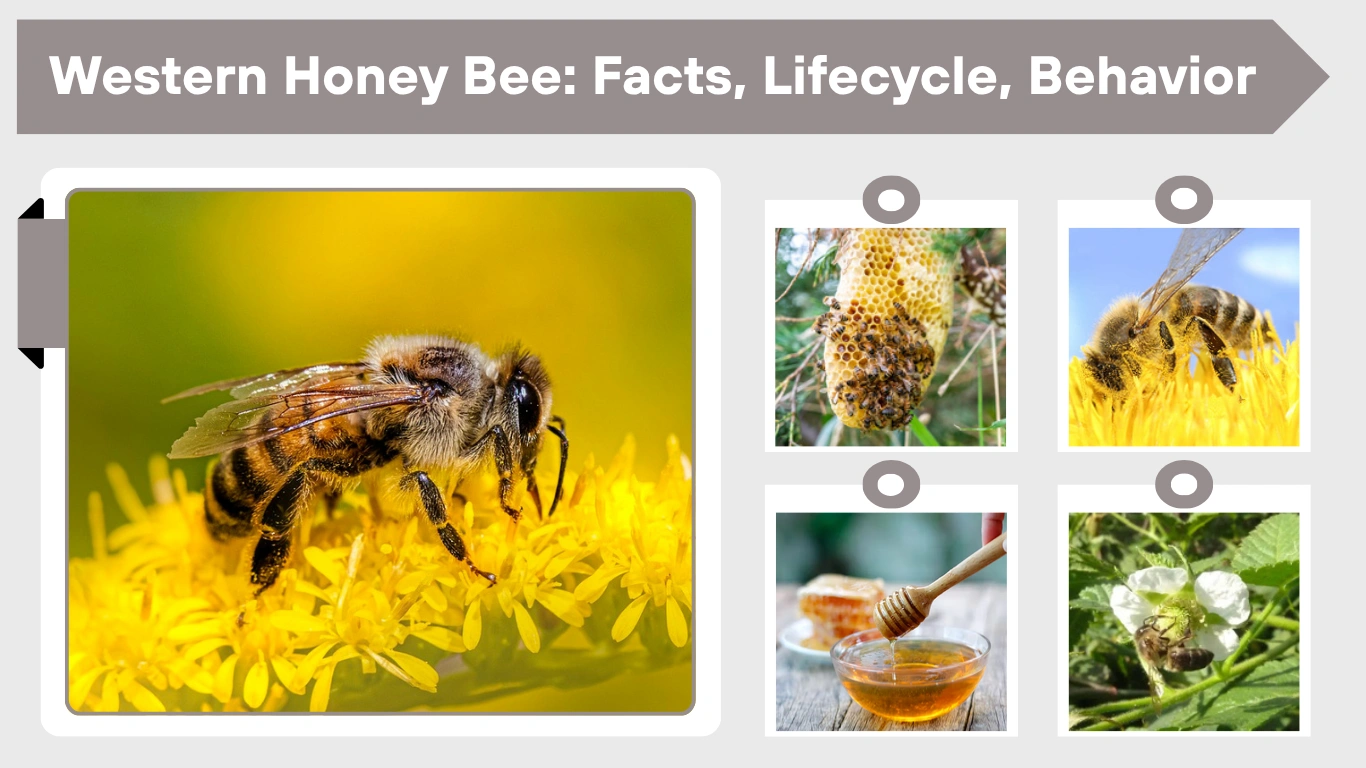 Western Honey Bee: Facts, Lifecycle, Behavior and Importance