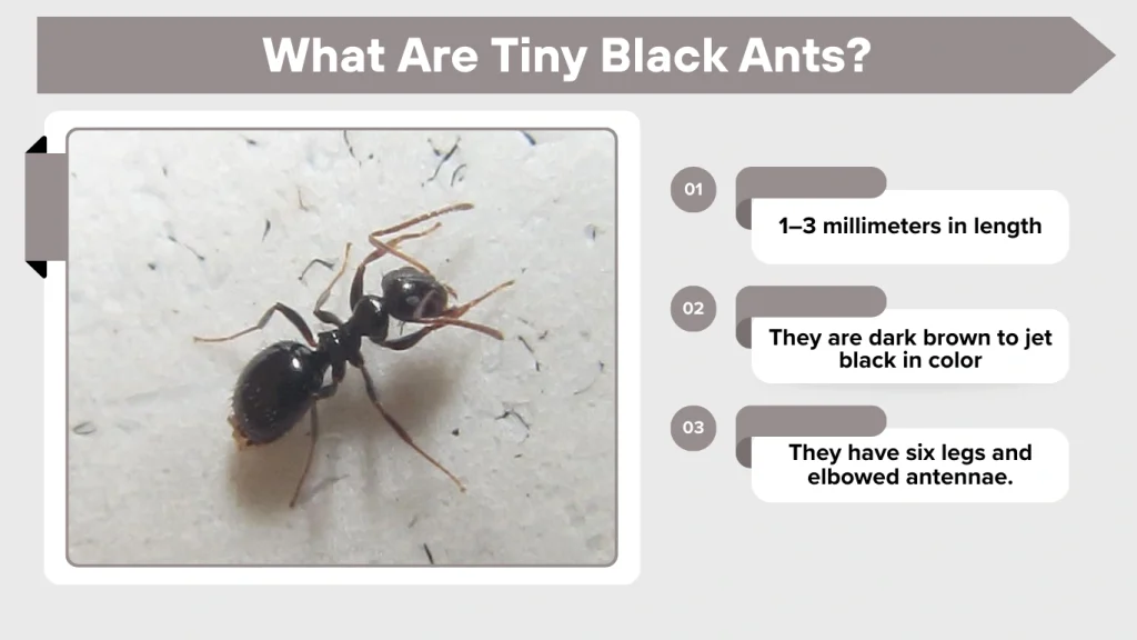 Tiny Black Ants: Identification, Causes, and Effective Control