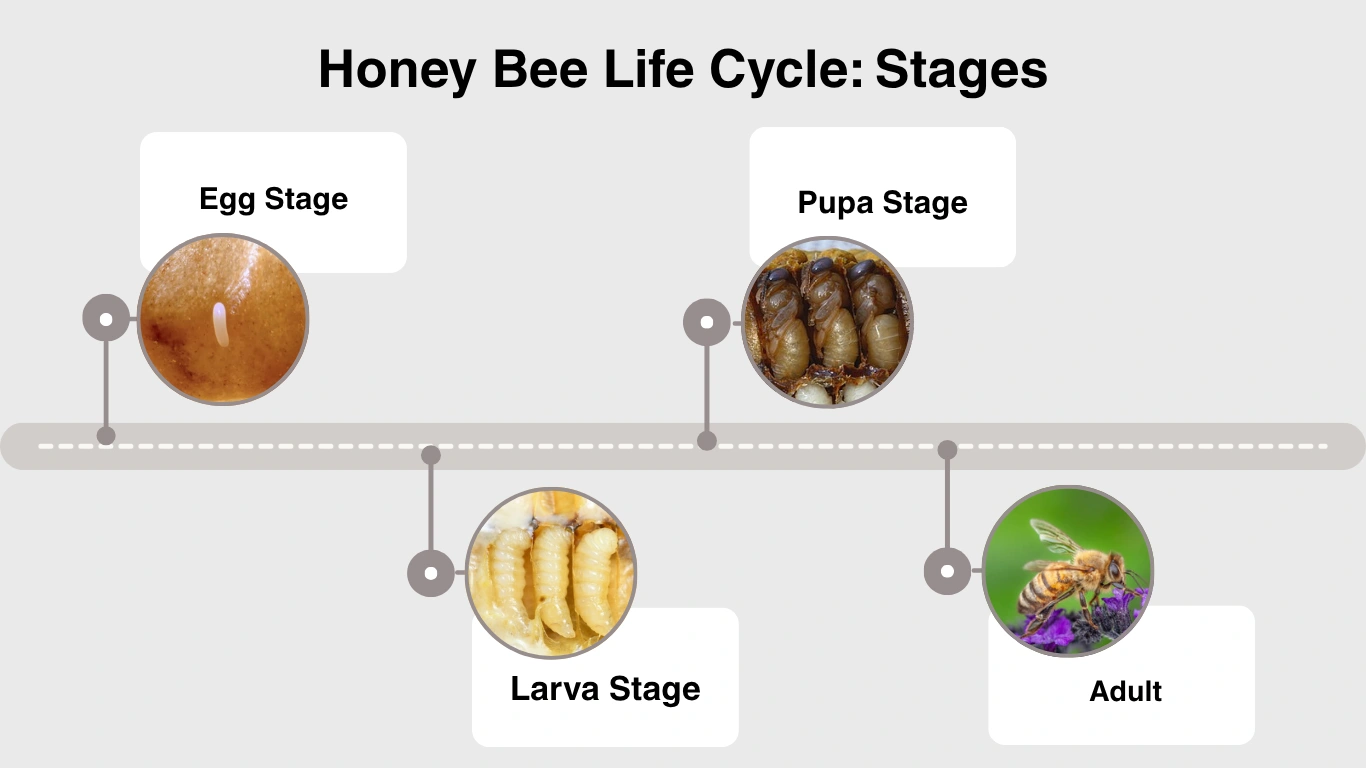 Honey Bee Life Cycle: Stages, Duration & Complete Process