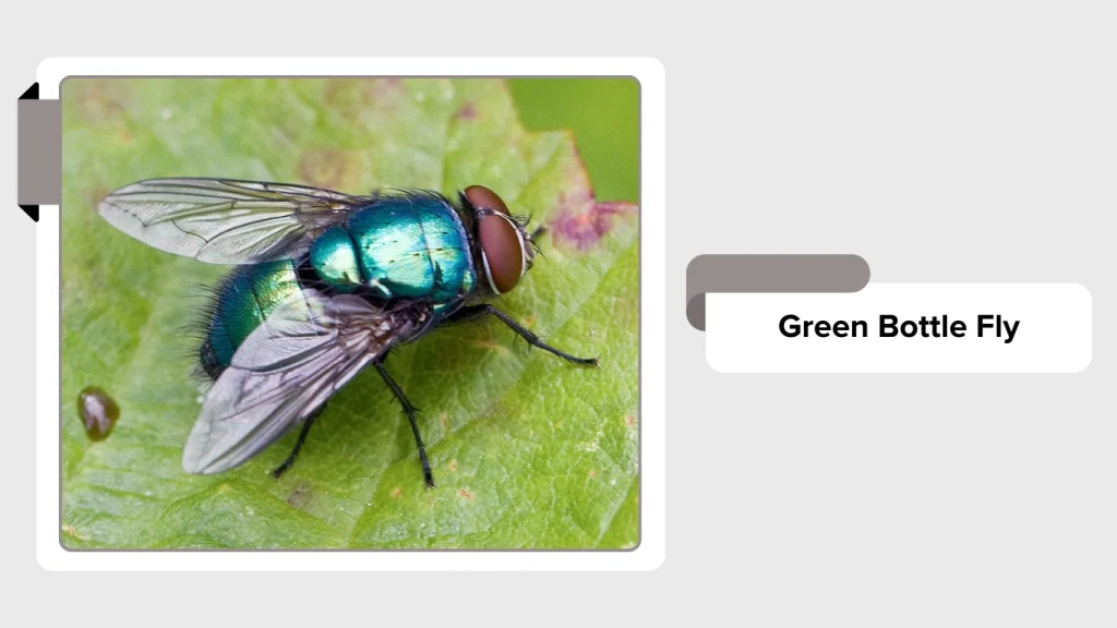 Green Bottle Fly