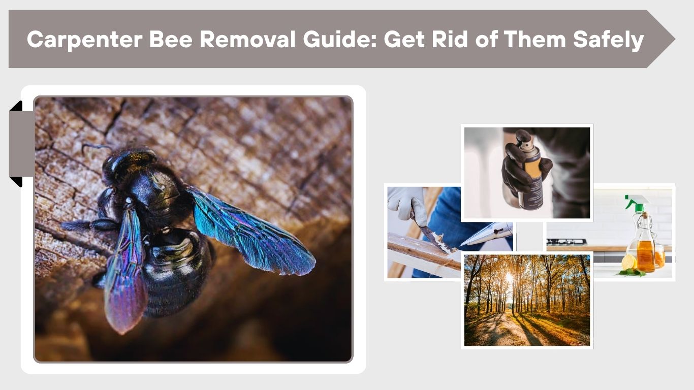 Carpenter Bee Removal Guide: Get Rid of Them Safely