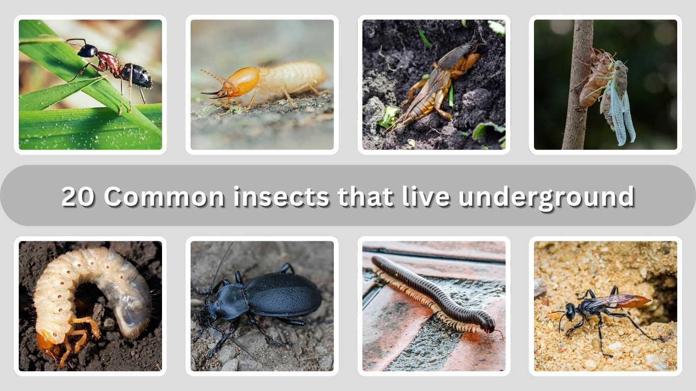 20 Common insects that live underground: Identification with Pictures