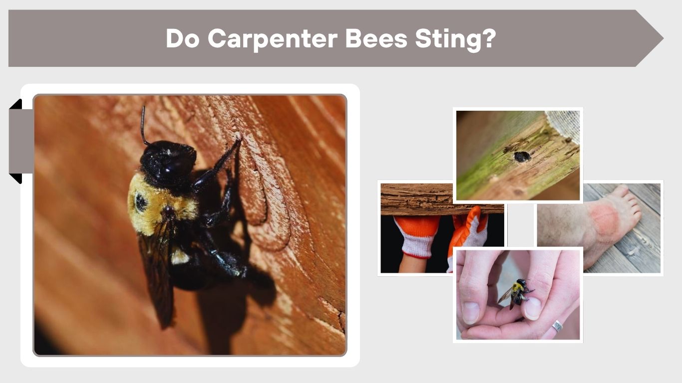 Do Carpenter Bees Sting? Facts, Risks and Prevention Tips