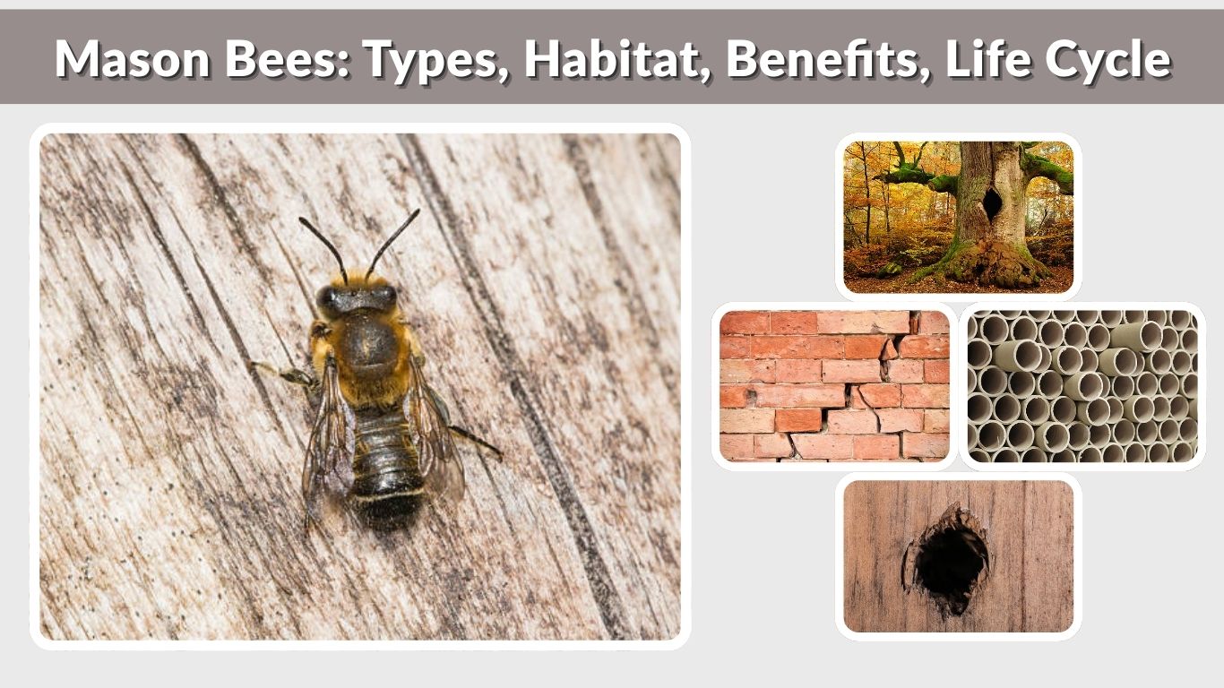 Mason Bees: Types, Habitat, Benefits, Life Cycle & Care Guide