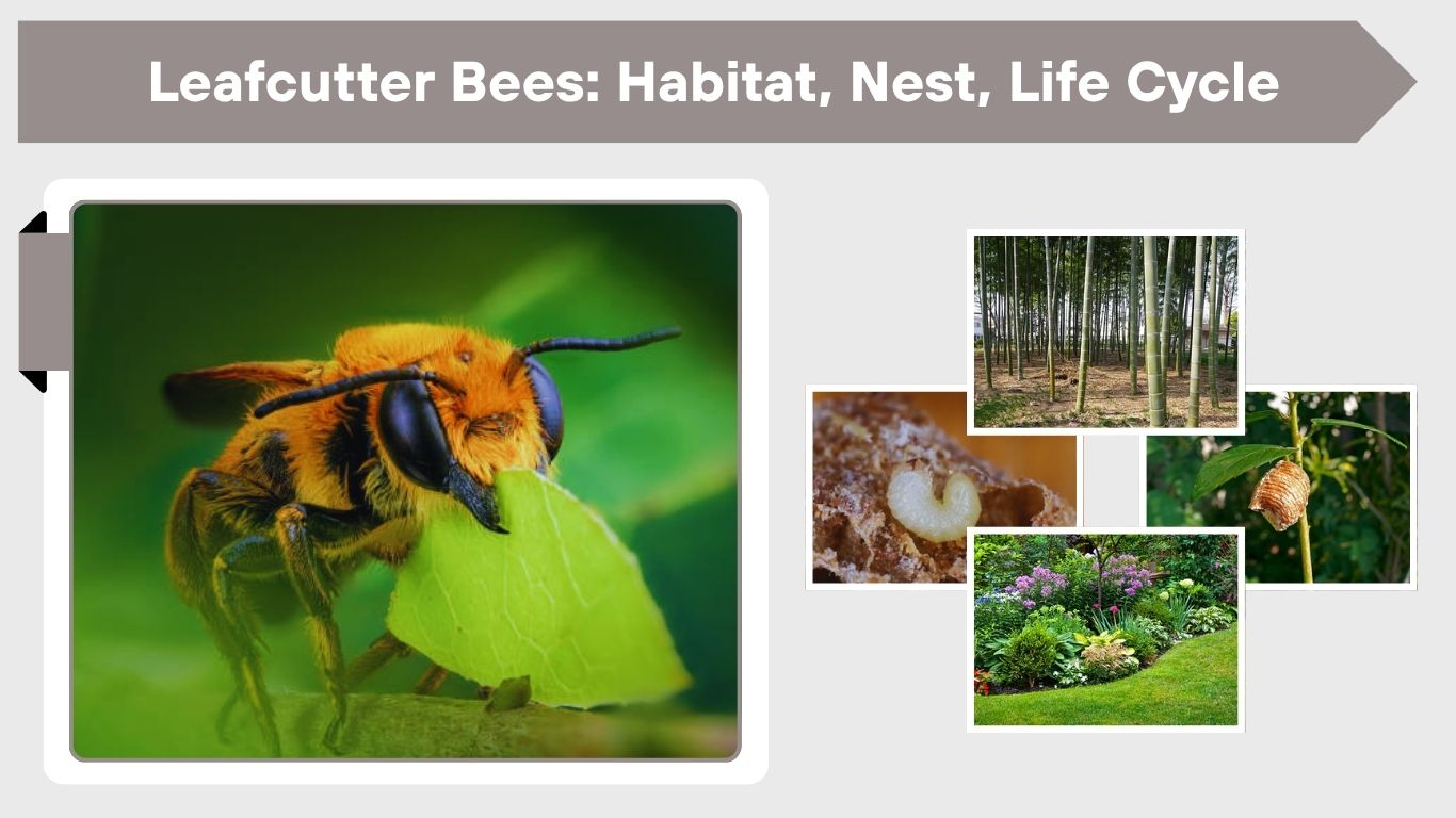 Leafcutter Bees: Habitat, Nest, Life Cycle, Damage & Control Guide