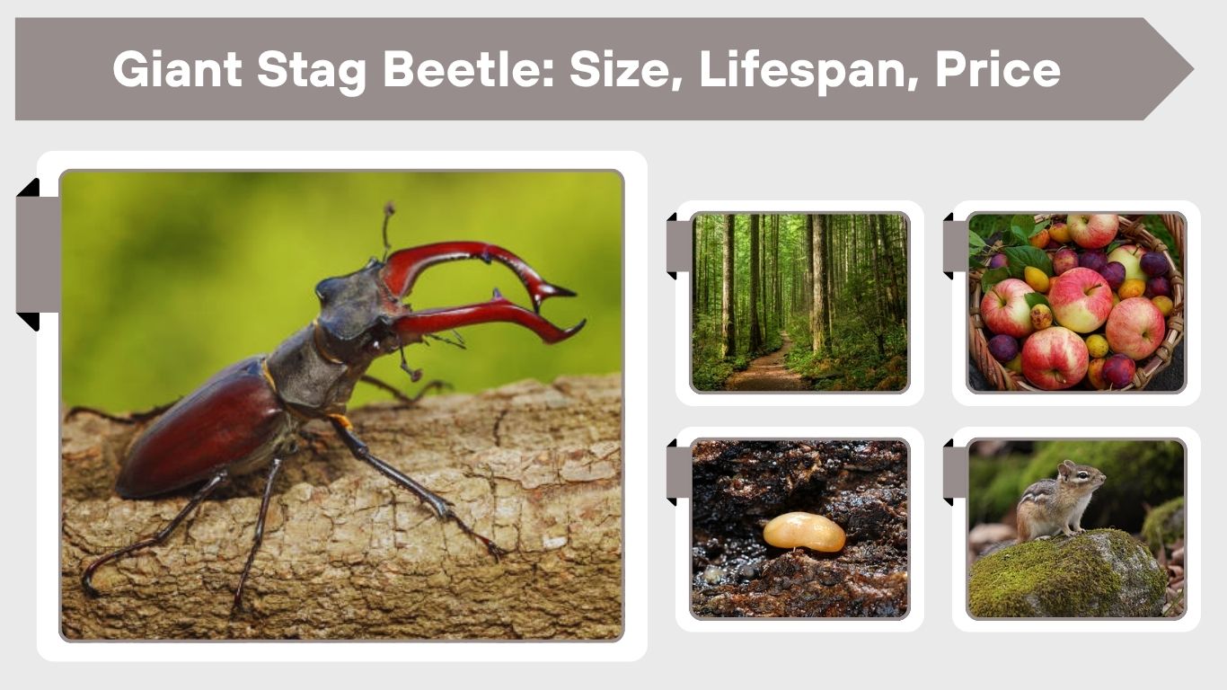 Giant Stag Beetle: Size, Lifespan, Price, Habitat & Complete Guide
