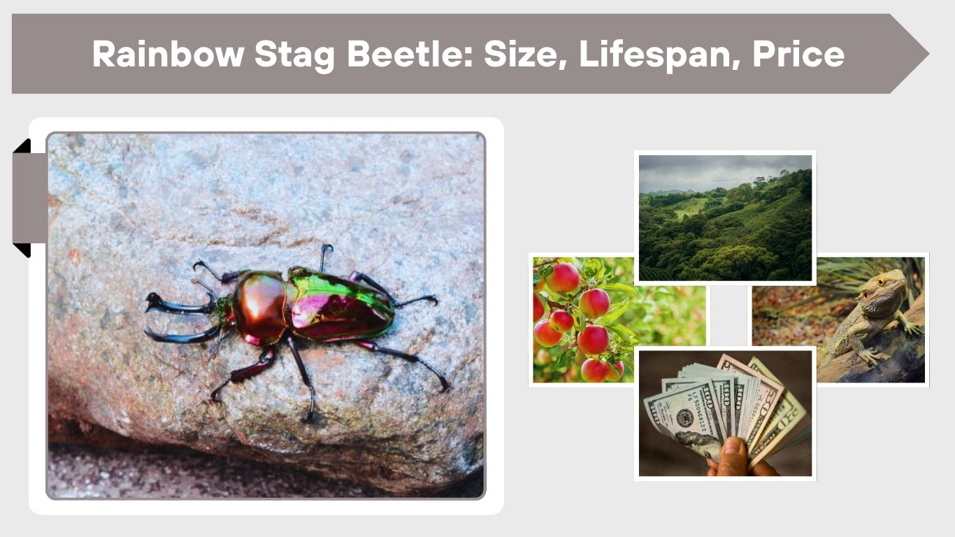 Rainbow Stag Beetle: Size, Lifespan, Price, Care & Complete Guide