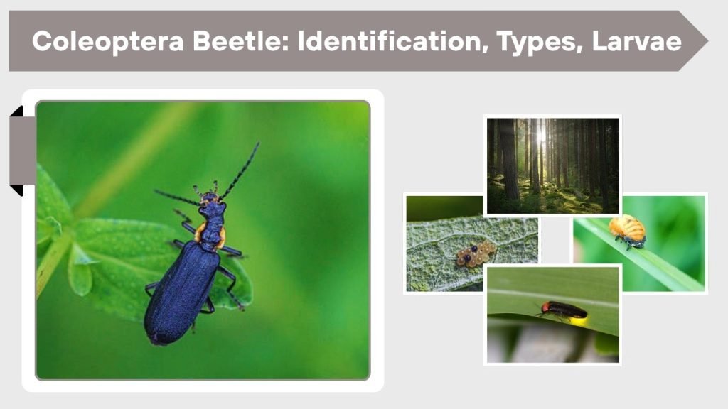 Coleoptera Beetle: Identification, Types, Larvae and Habitat