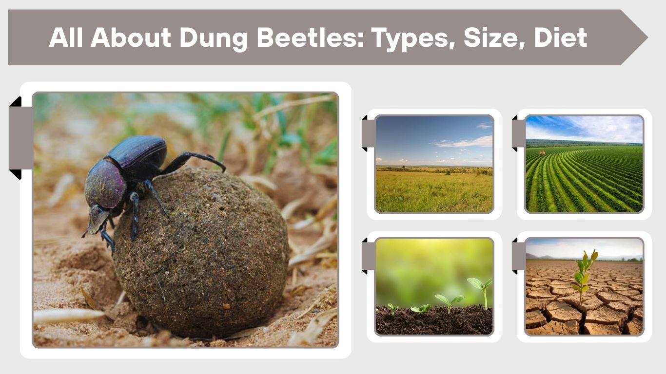 All About Dung Beetles: Types, Size, Diet, Habitat, and Role