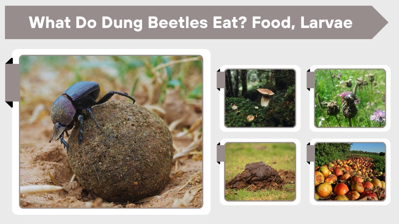 What Do Dung Beetles Eat? Food, Larvae & Facts