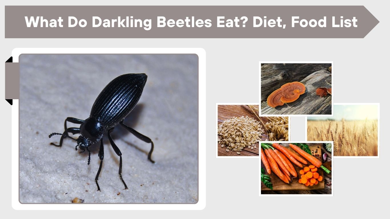 What Do Darkling Beetles Eat? Diet, Food List & Feeding Guide