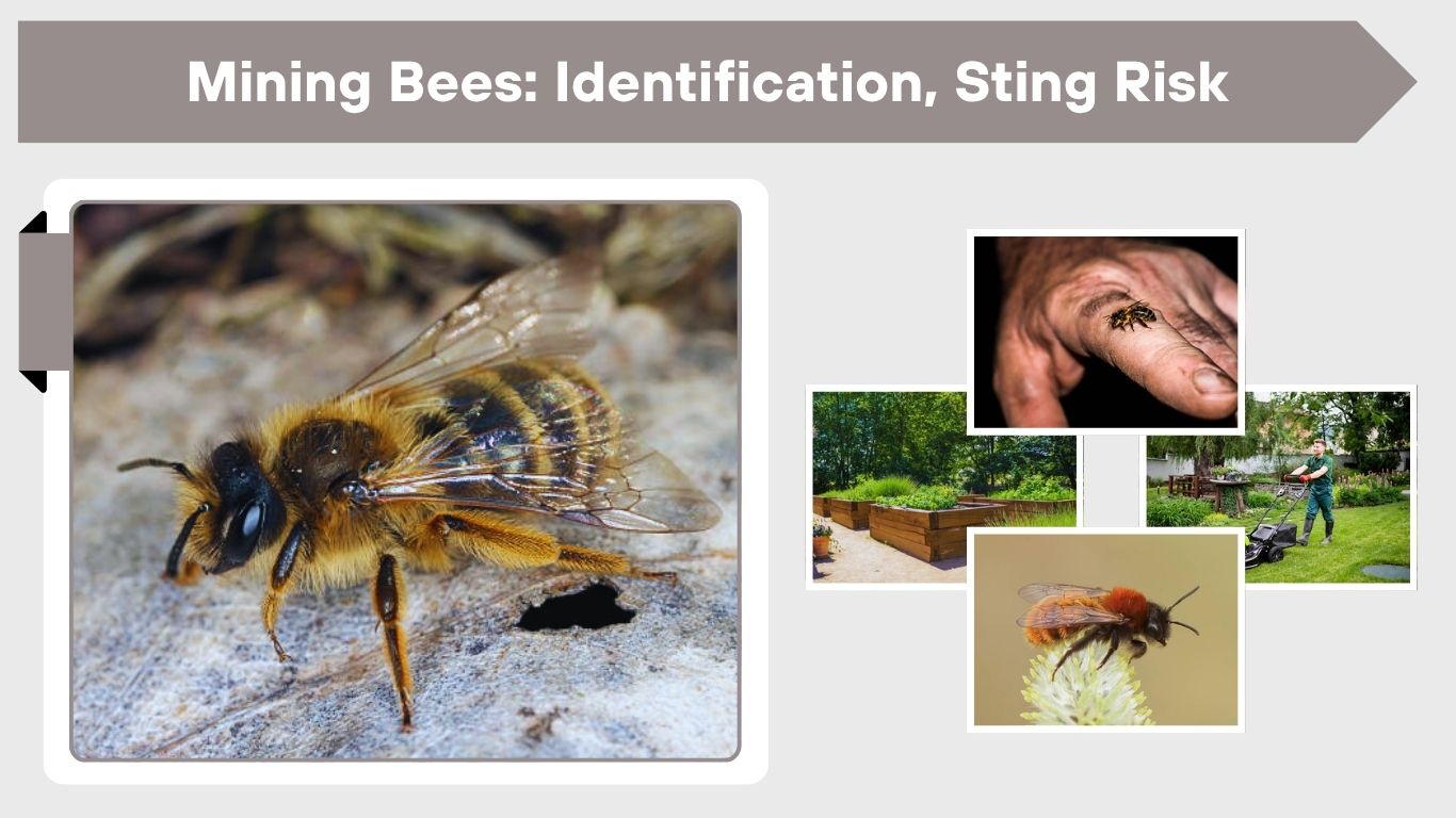 Mining Bees: Identification, Sting Risk & Safe Removal