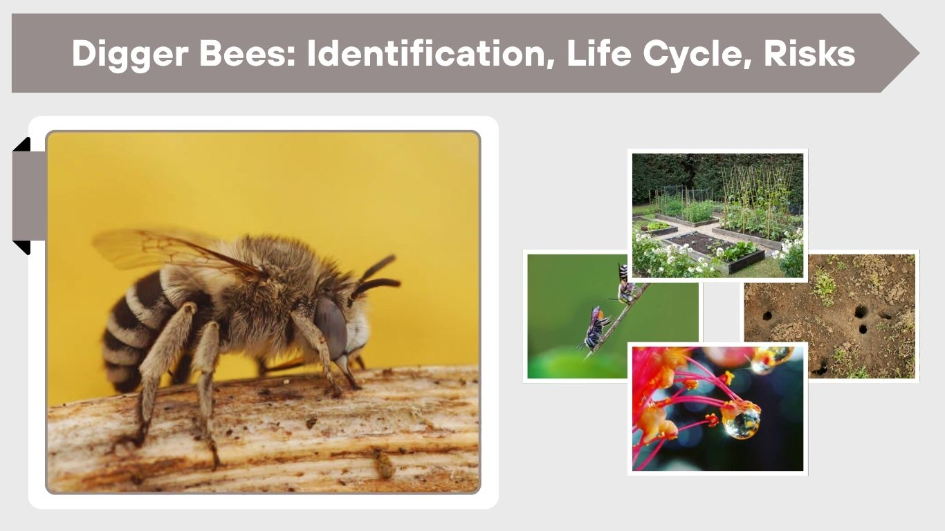 Digger Bees: Identification, Life Cycle, Risks & Removal Guide
