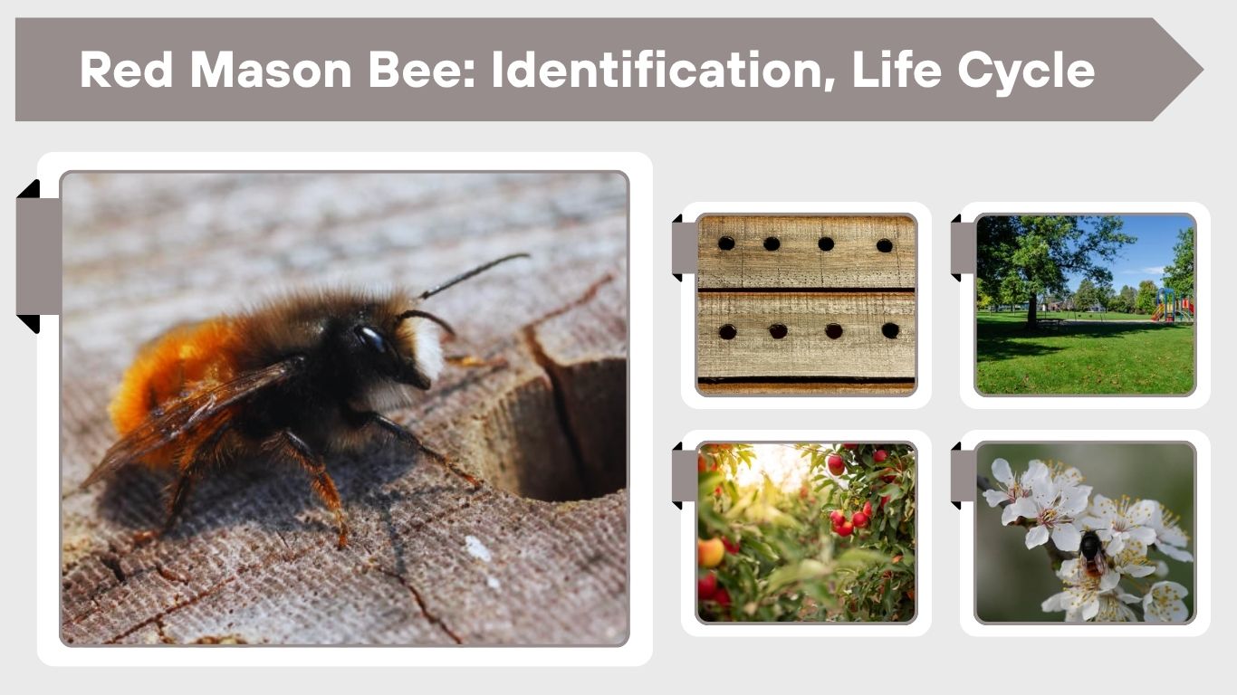 Red Mason Bee: Identification, Life Cycle & Complete Guide