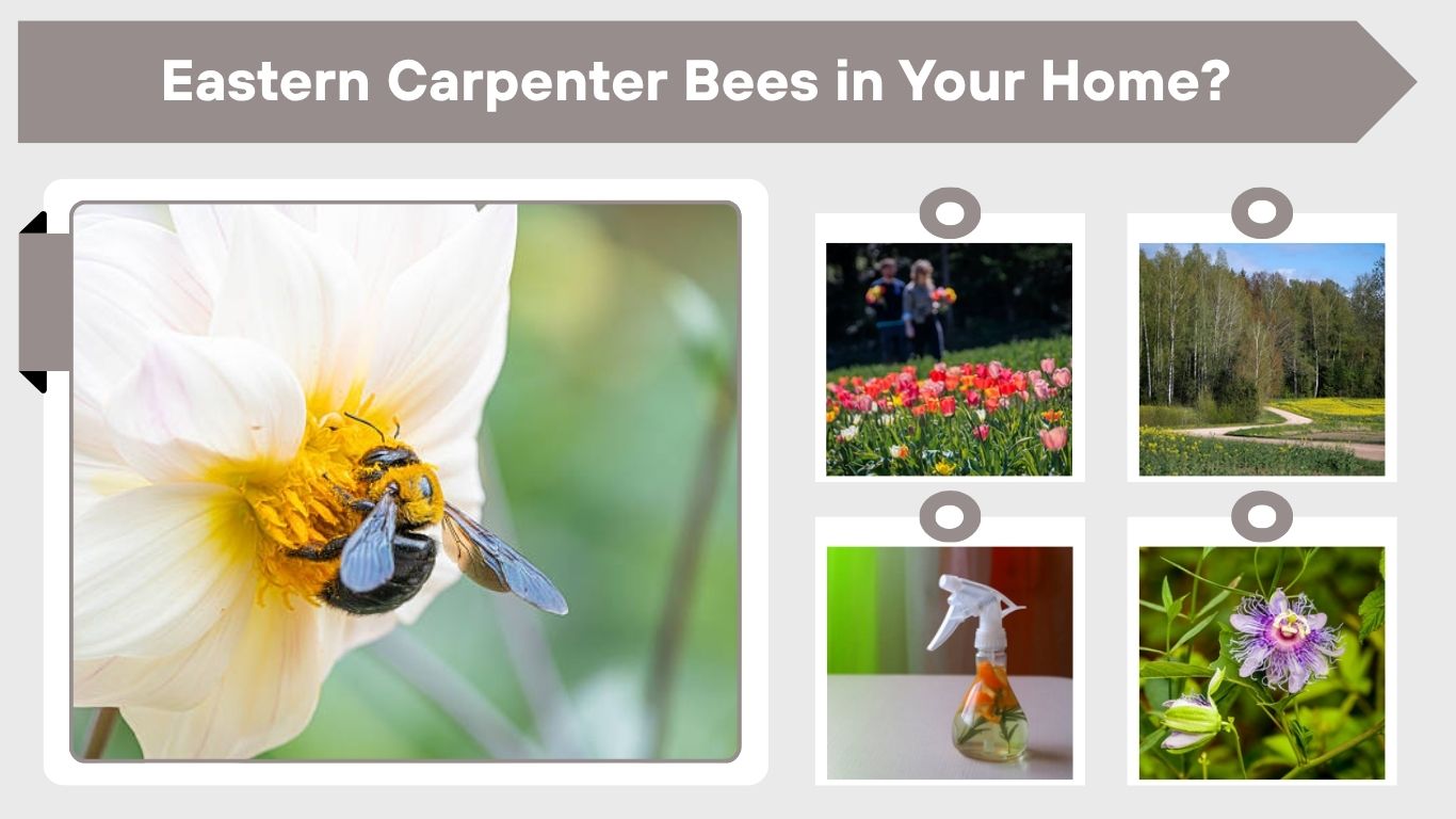 Eastern Carpenter Bees in Your Home? Fix It Fast