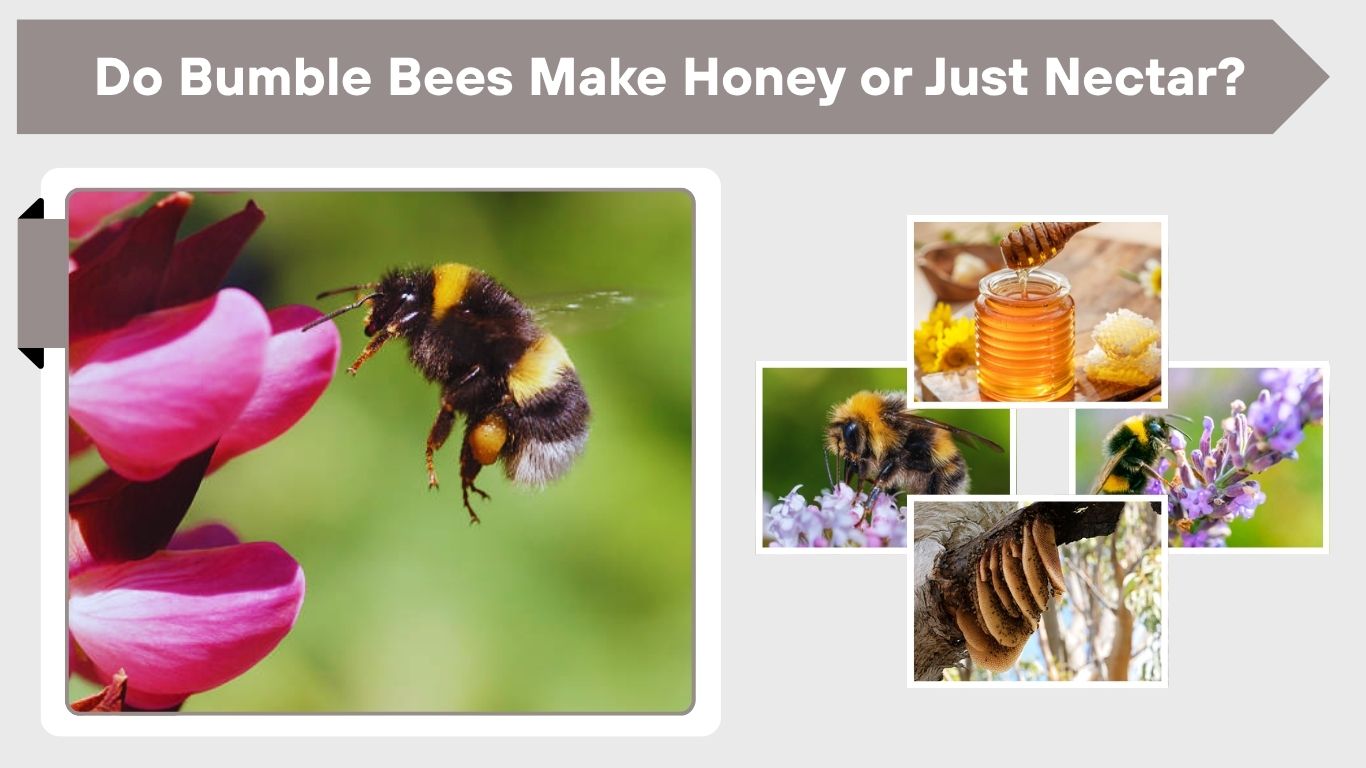 Do Bumble Bees Make Honey or Just Nectar?