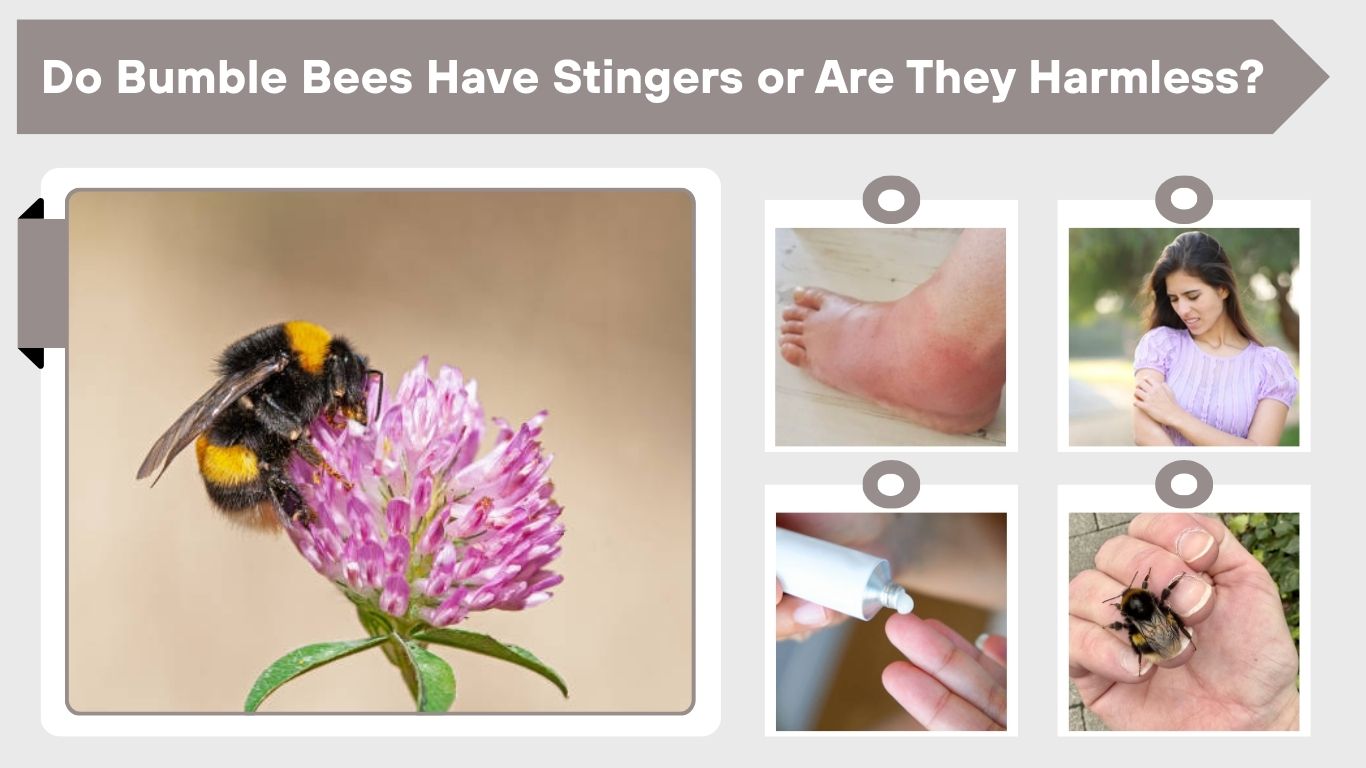 Do Bumble Bees Have Stingers or Are They Harmless?