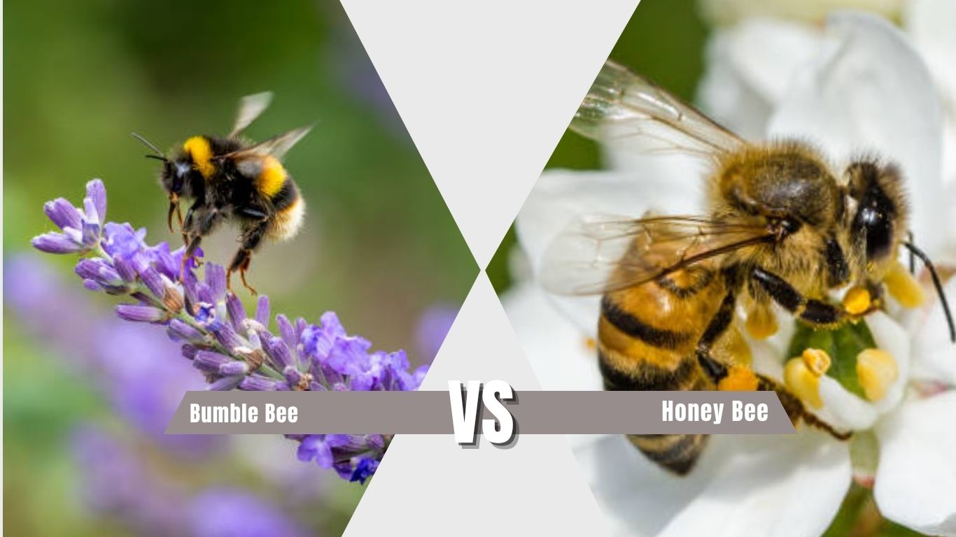 Bumble Bee vs Honey Bee: Key Differences, Sting, Size & Behavior Guide
