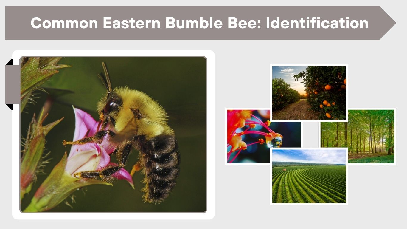 Common Eastern Bumble Bee: Identification, Habitat & Behavior Guide