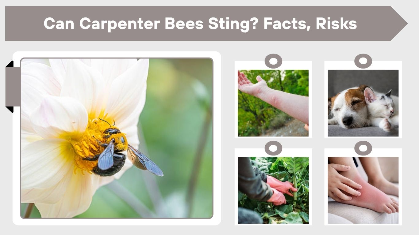 Can Carpenter Bees Sting? Facts, Risks, and Safety Tips