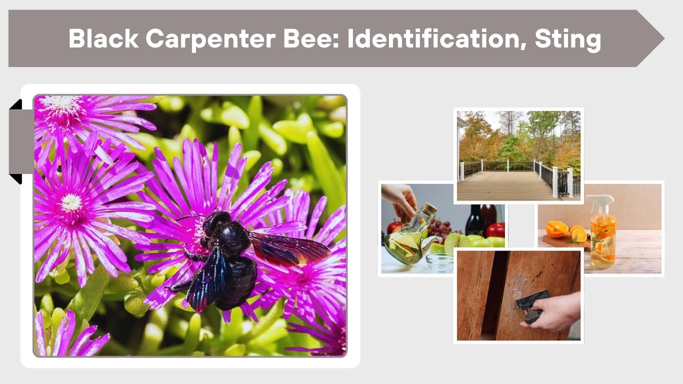 Black Carpenter Bee: Identification, Sting and Control