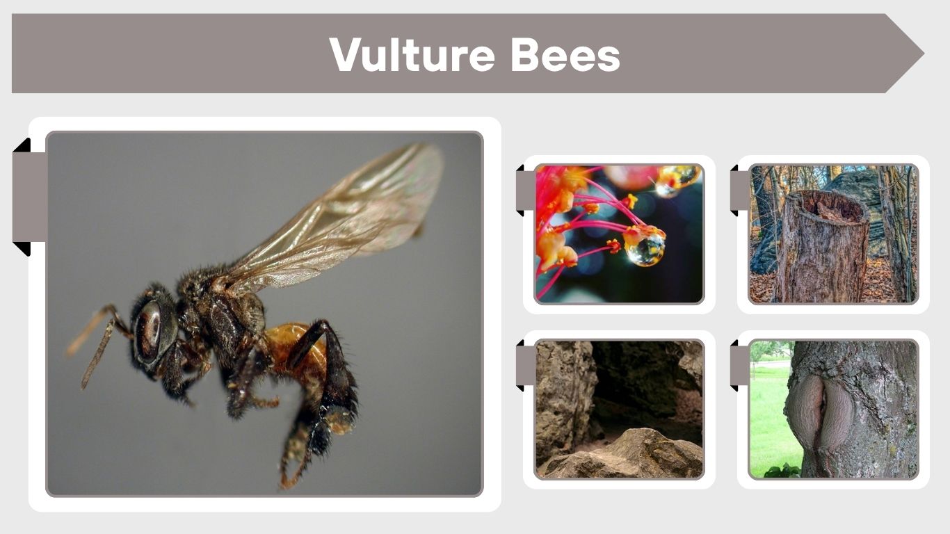 Vulture Bees: Habitat, Diet & Identification Guide