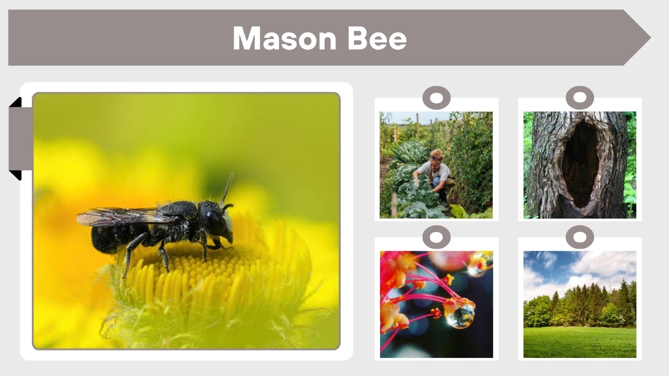 Mason Bee: Description, Life Cycle, Nest, Sting & Facts